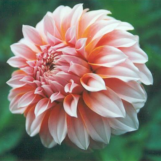 Pink And Peach Dahlia Seeds