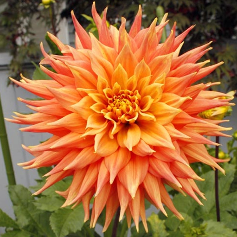 Orange Flame Dahlia Seeds