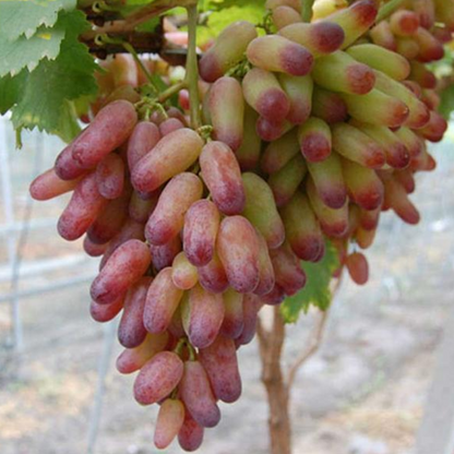 Golden Thornless Mini Grapes Seeds