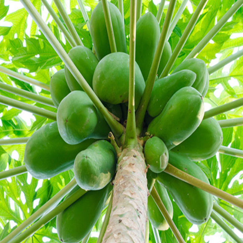 Multiple Variety Of Papaya Seeds