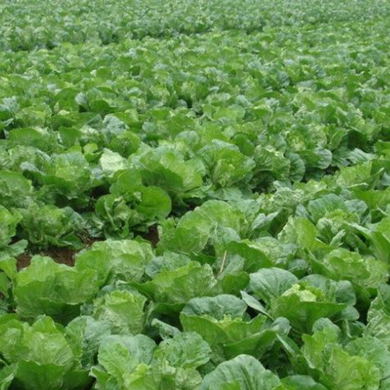 Fresh Cabbage Vegetable Seeds