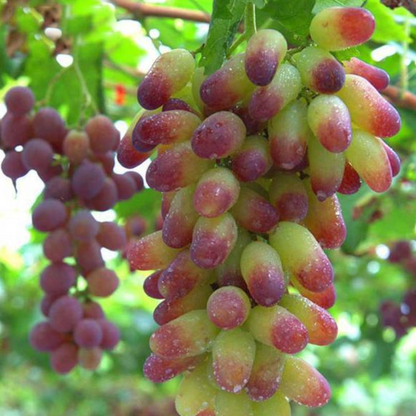 Golden Thornless Mini Grapes Seeds