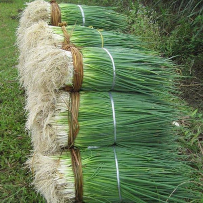 Onions Leeks Vegetable Seeds