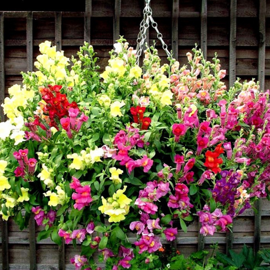 Herbal Trailing Mix Snapdragon Flowers Seeds
