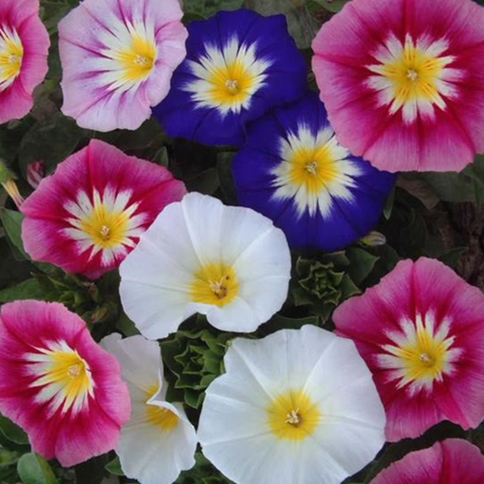 Morning Glory Tricolor Flower Seeds