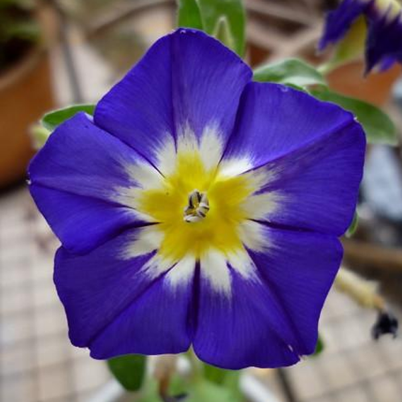 Morning Glory Tricolor Flower Seeds