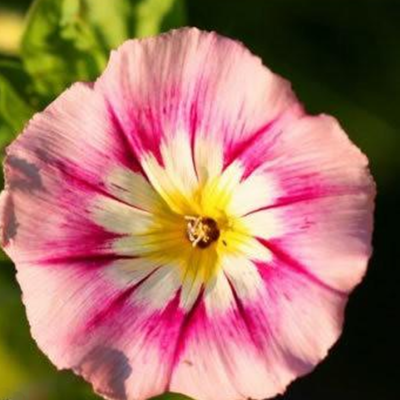 Morning Glory Tricolor Flower Seeds