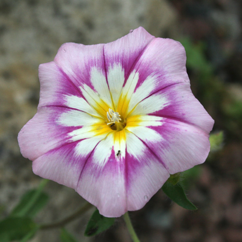 Morning Glory Tricolor Flower Seeds