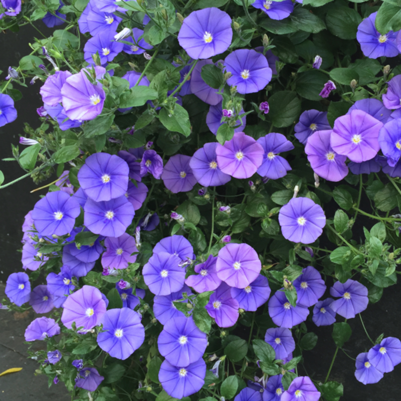 Morning Glory Tricolor Flower Seeds