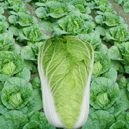 Fresh Cabbage Vegetable Seeds