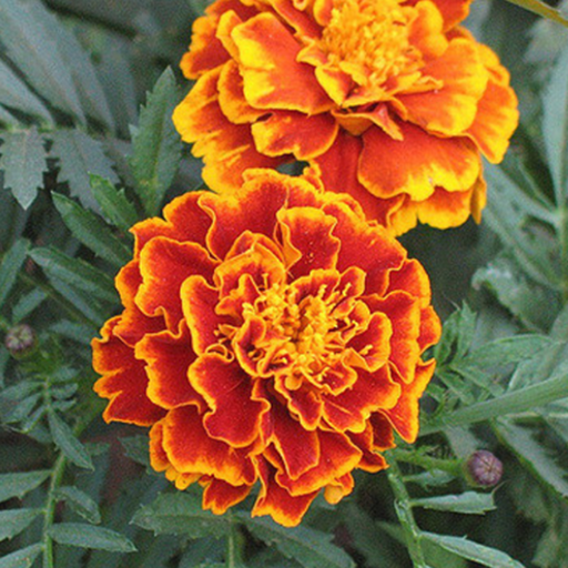Blue Chrysanthemum Marigold Seeds