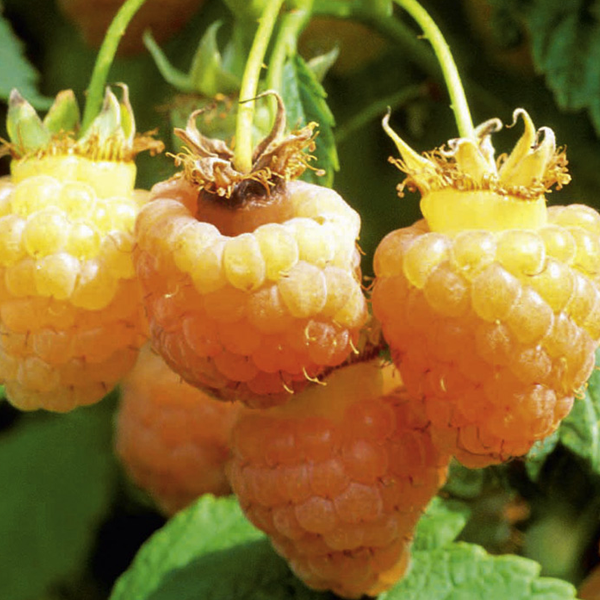 Yellow Raspberry Fruit Seeds