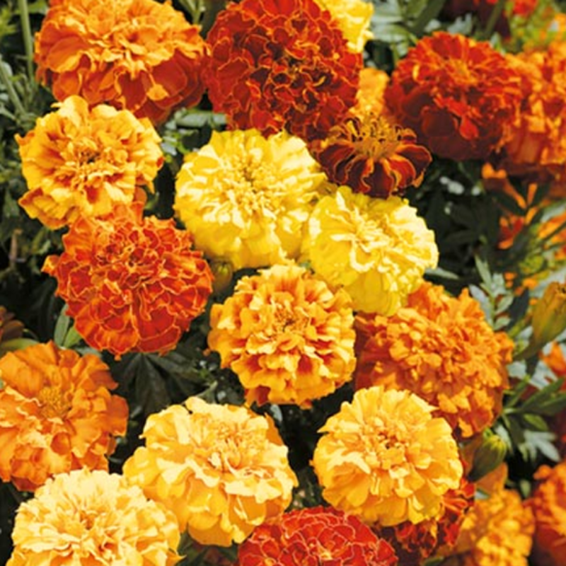 Multi Color Marigold Flower Seeds – McKenna Seeds