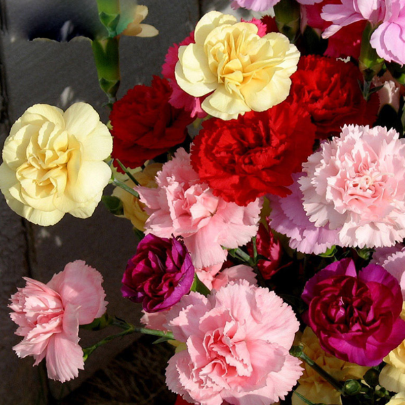 Multi Color Dianthus Caryophyllus Flower Seeds