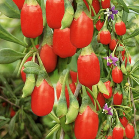 Dwarf Bush Berry Fruit Seeds