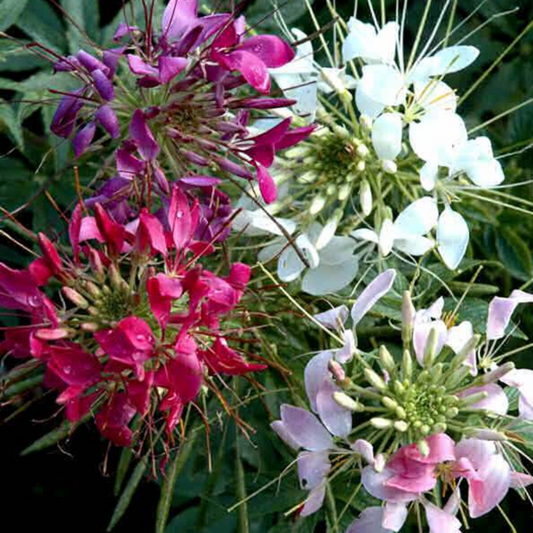 Giant Queen Mix Flower Seeds