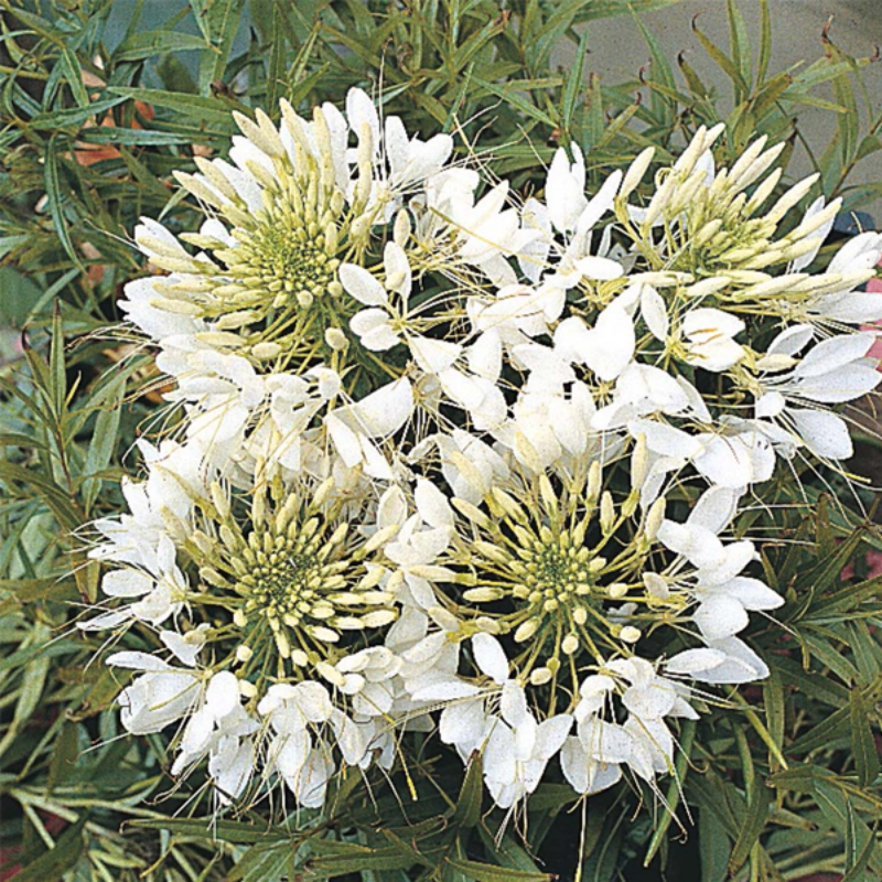 Giant White Queen Flower Seeds