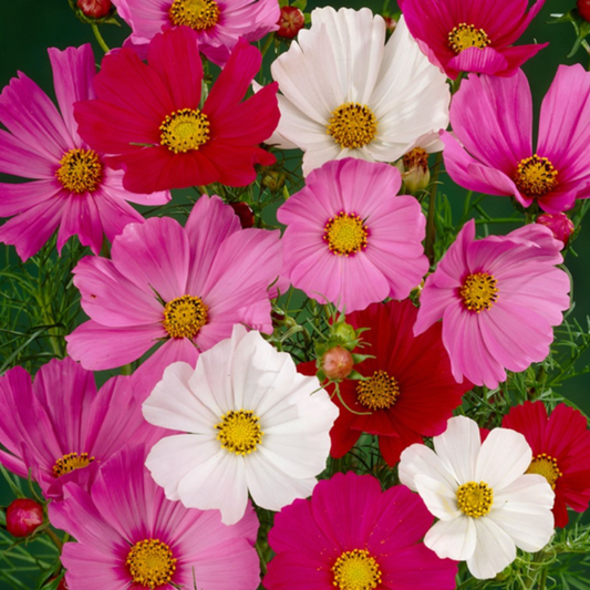 100 Pieces Mixed Bright Flower Seeds