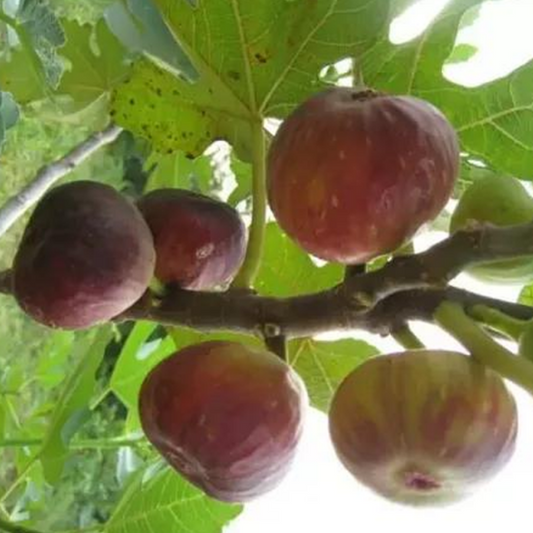 Colorful Fig Seeds