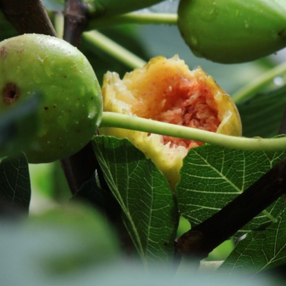 Colorful Fig Seeds