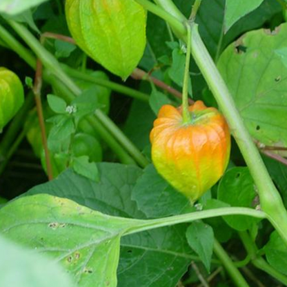 Raw Golden Yellow Bouncy Berry Seeds