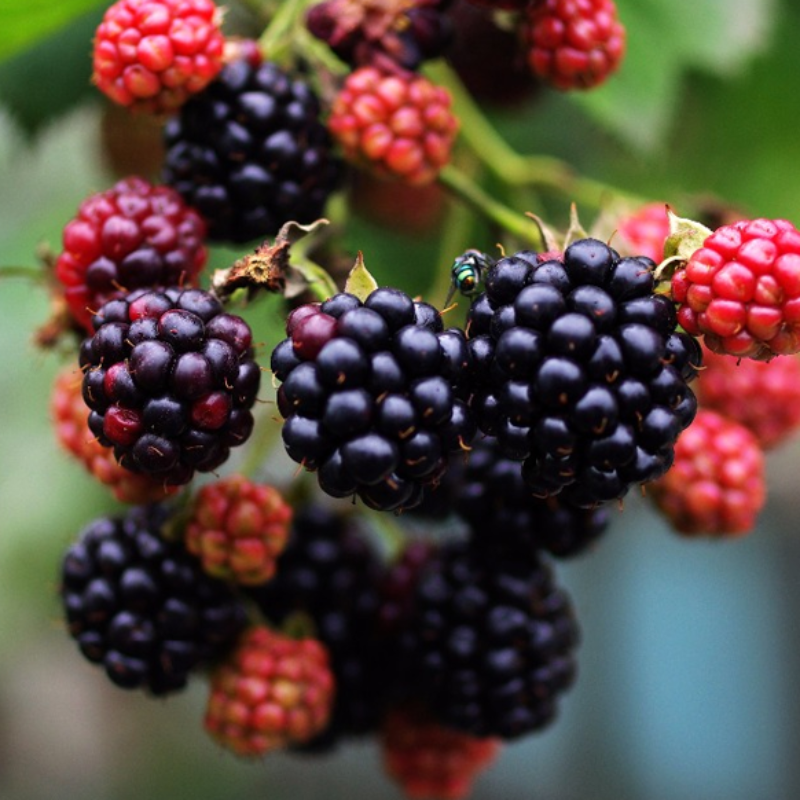 Juicy Mini Black Mulberry Seeds