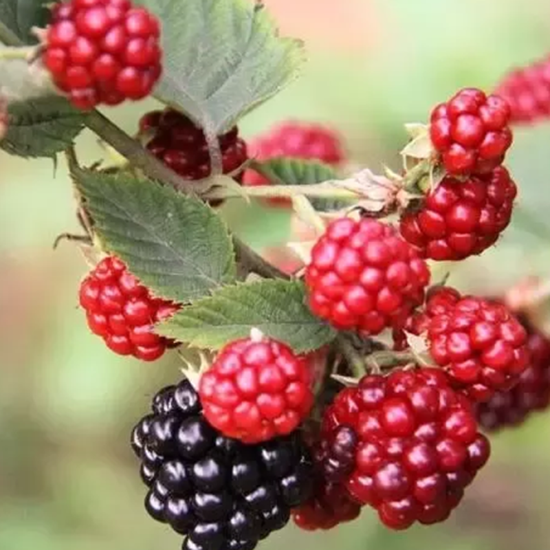 Juicy Mini Black Mulberry Seeds