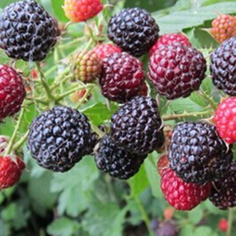 Juicy Mini Black Mulberry Seeds