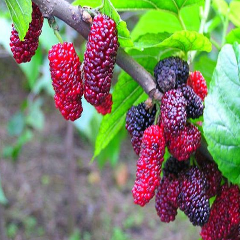 Juicy Mini Black Mulberry Seeds