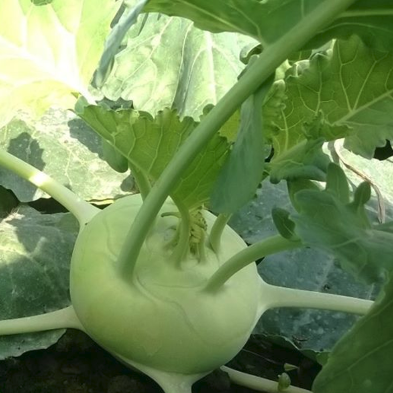 Netherlands Kohlrabi Seeds