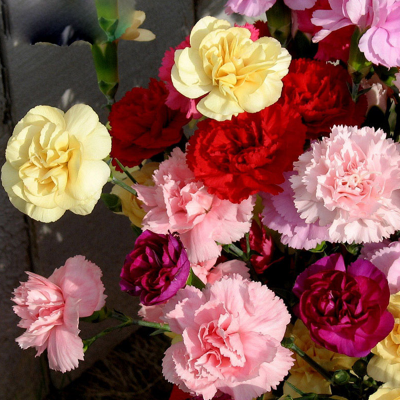 Carnation Seeds For Colorful Gardening