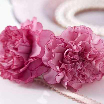 Carnation Seeds For Colorful Gardening