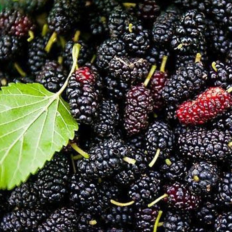 Juicy Mini Black Mulberry Seeds