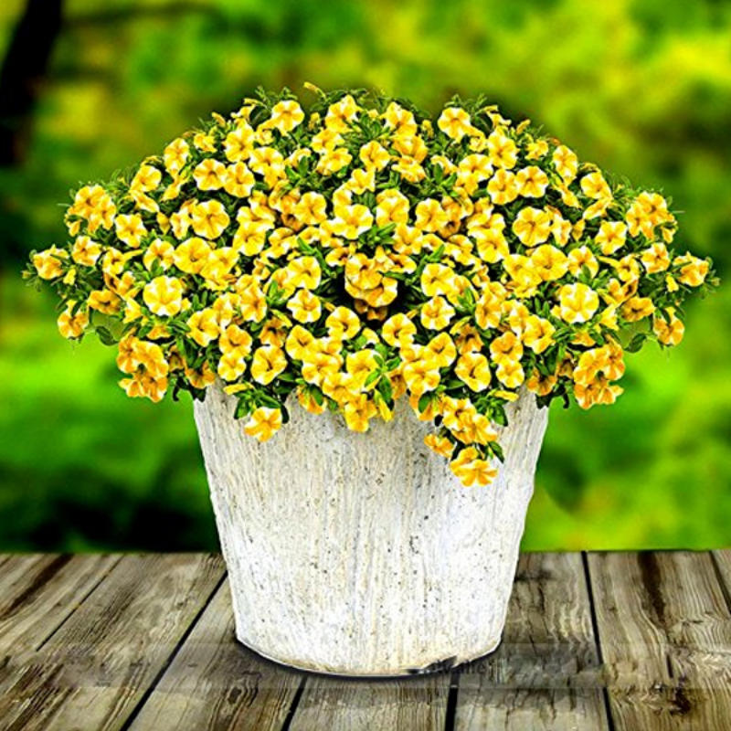 Colored Petunia Flower Seeds