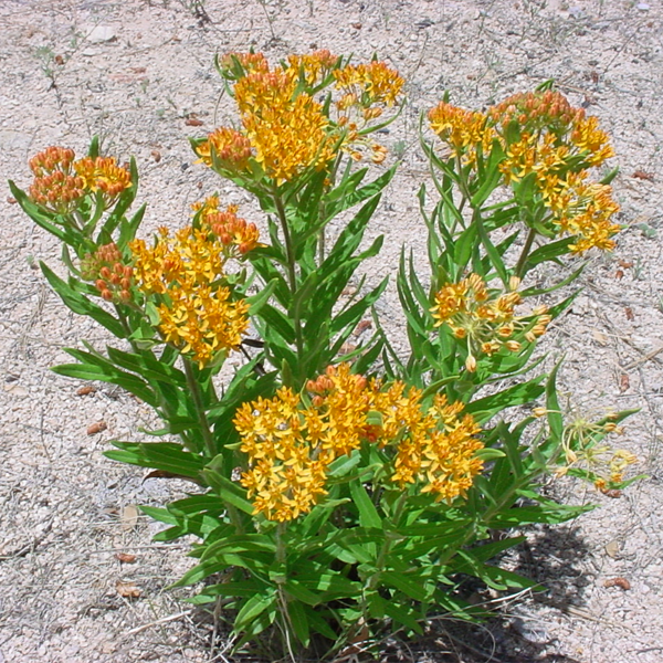 Yellow Asclepias Syriaca Flower Seeds