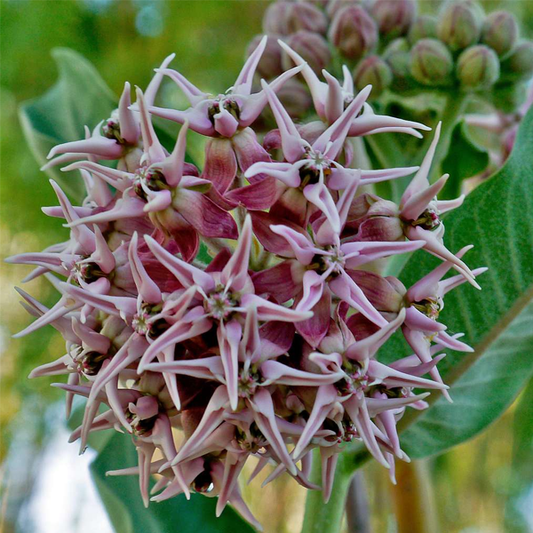 Pink Asclepias Syriaca Flower Seeds