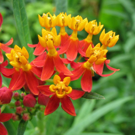 Orange Asclepias Syriaca Flower Seeds