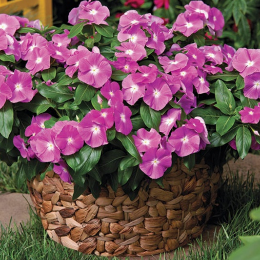 Light Purple Periwinkle Flower Seeds