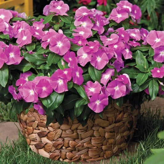 Purple Vinca Periwinkle Flower Seeds