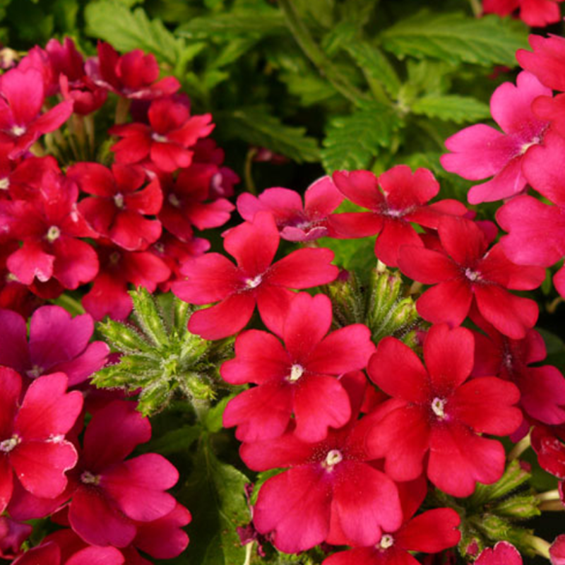 Biennial Dark Red Verbena Flower Seeds