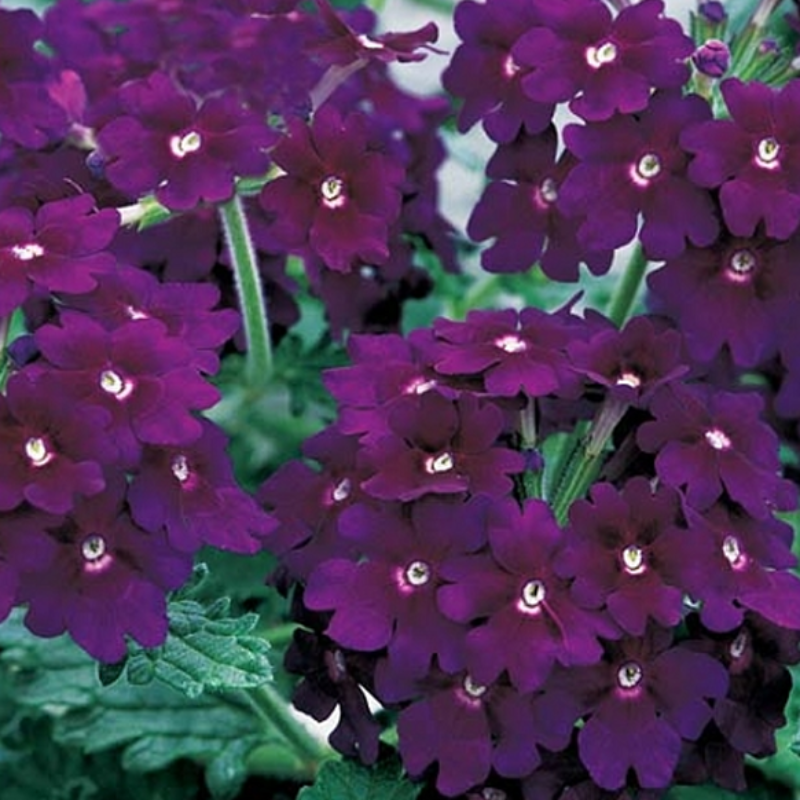 Rare Violet Verbena Seeds