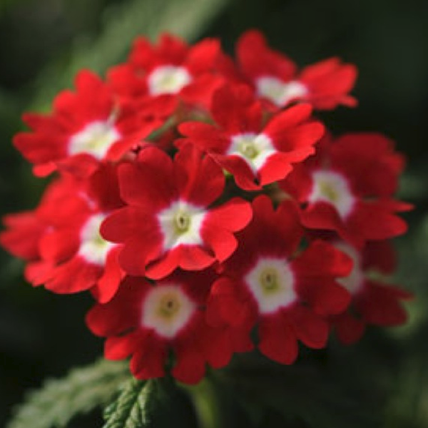 Pink Verbena Seeds