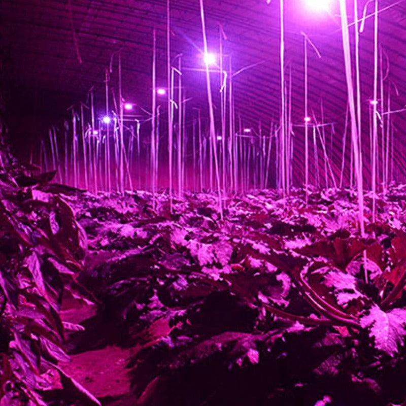 Full Spectrum LED Light For Plant Growth