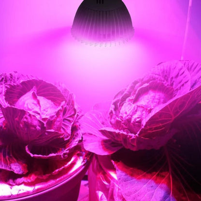 Full Spectrum LED Light For Plant Growth