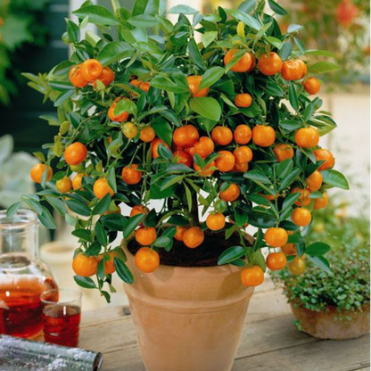 Premium Mini Orange Seeds