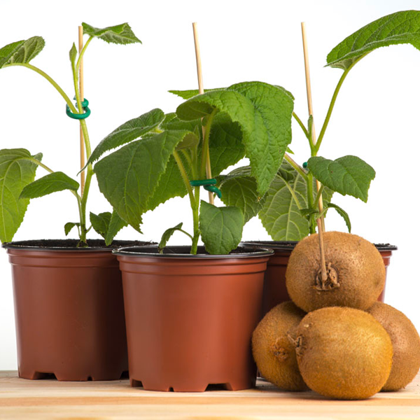 Potted Kiwi Seeds