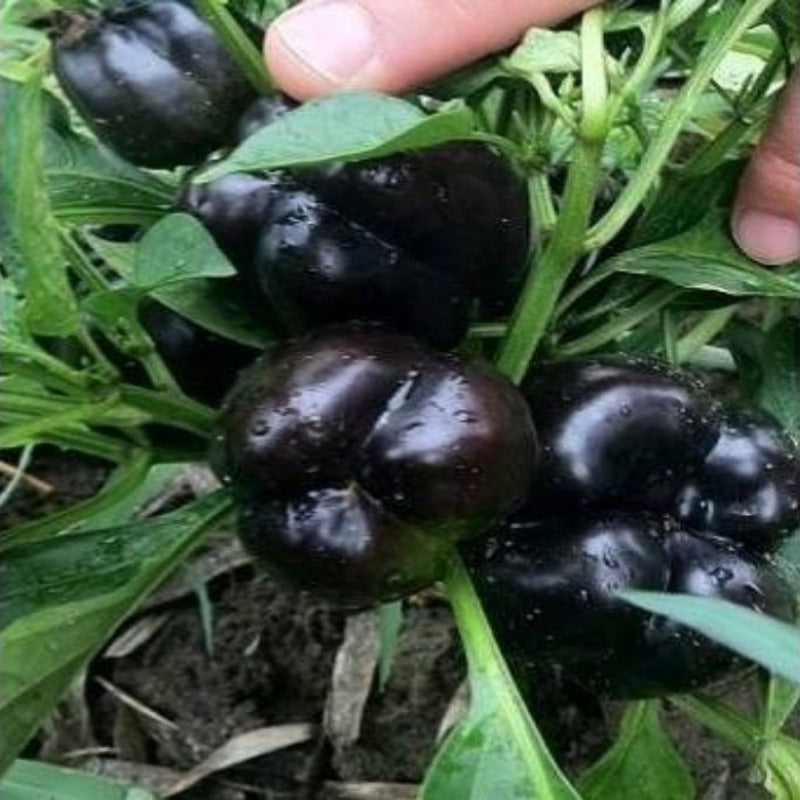 Dark Purple Bell Pepper Seeds