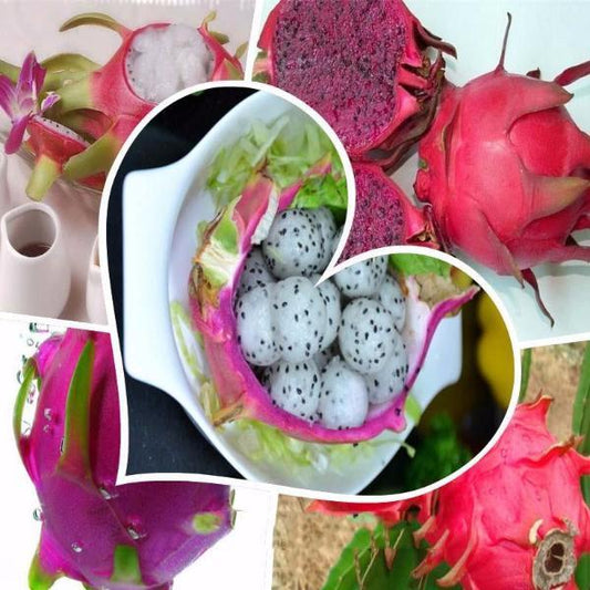 Red Cover White Pitaya Seeds