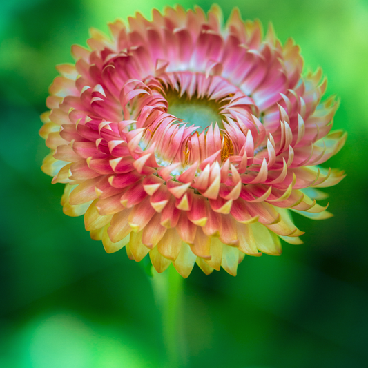 Yellow Orange Helichrysum Strawflower Seeds