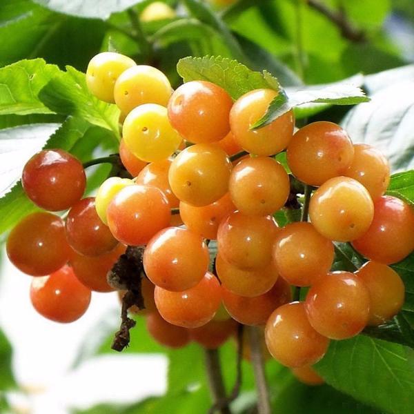 Yellow Cherry Fruit Seeds